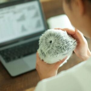 Casio Moflin Smart Emotional Pet Moflin AI Pet Robot in Pakistan